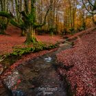 Tarde de otoño....