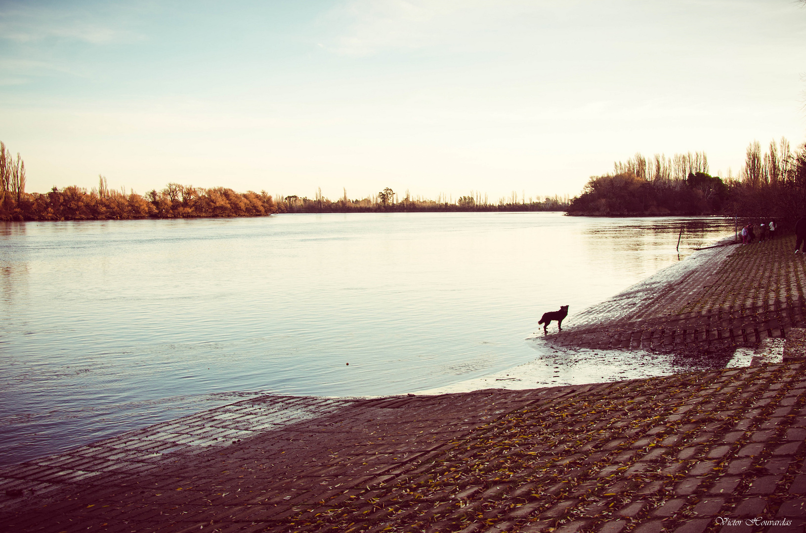 TARDE DE PERROS