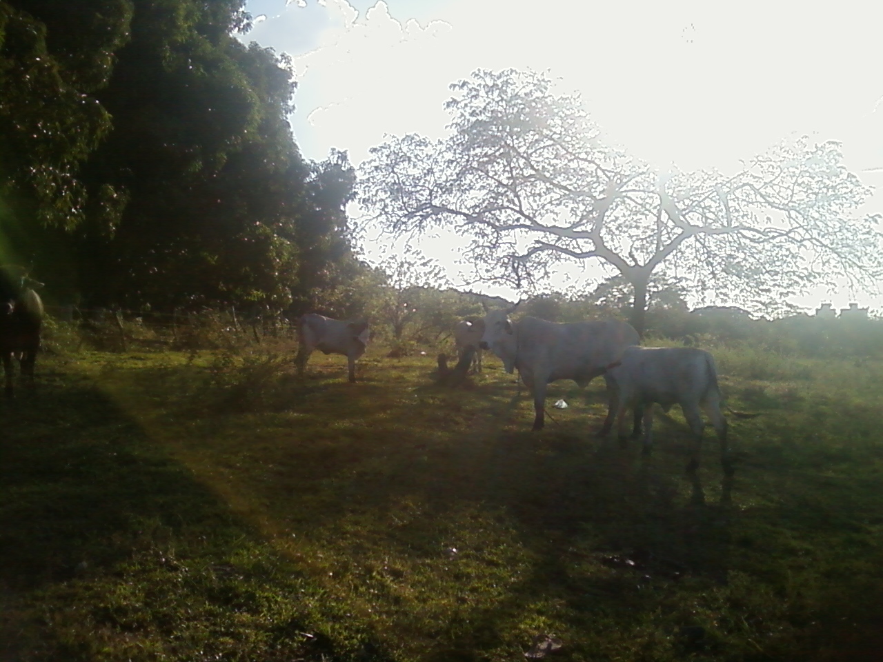 tarde radiante