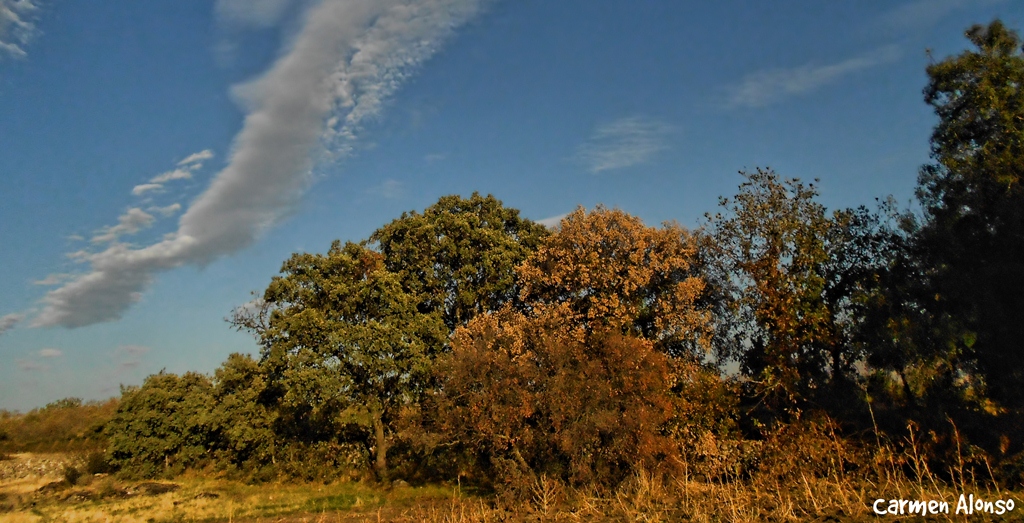 Tardes del otoño