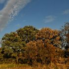 Tardes del otoño