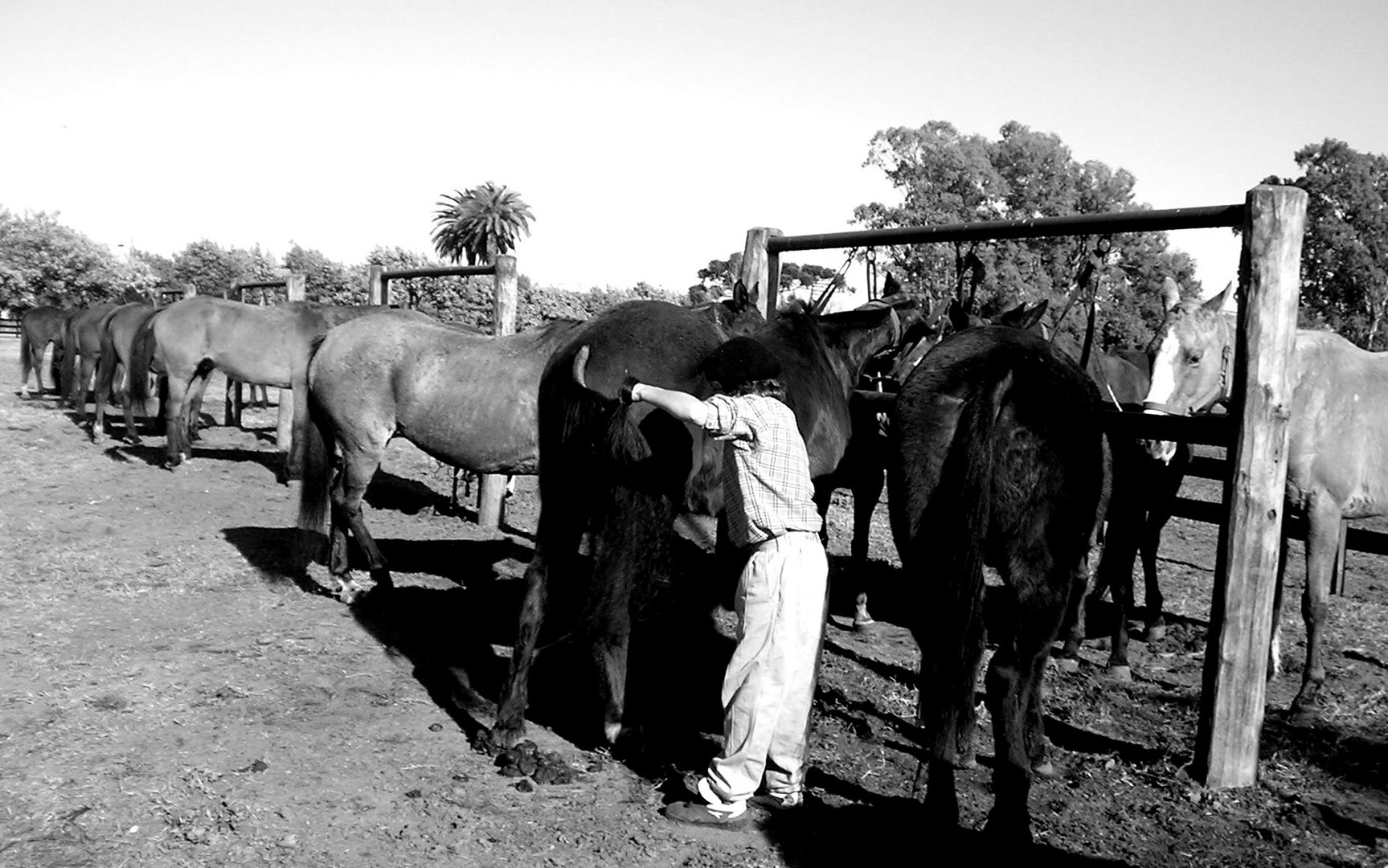 tareas del campo