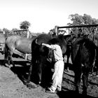 tareas del campo