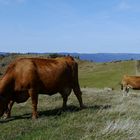 Tarentaises dans les Vosges