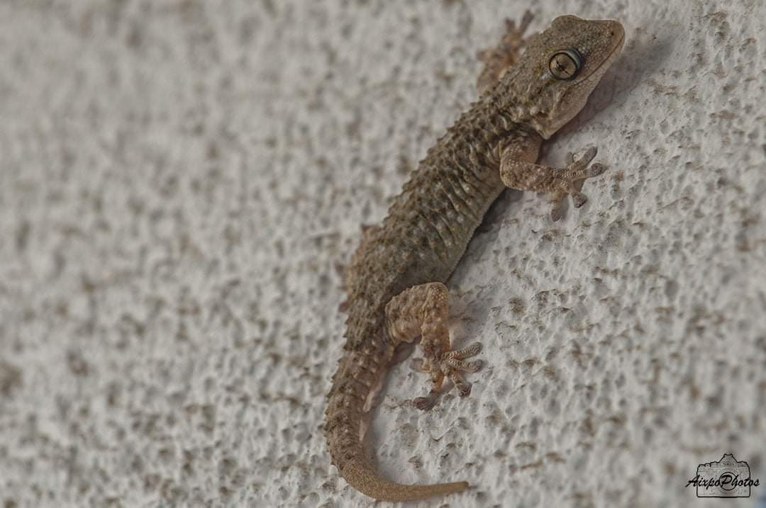 Tarente de Maurétanie