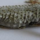 Tarentola mauritanica Gecko. Cuerpo.