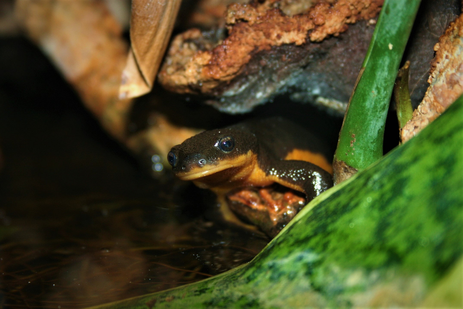 Taricha Granulosa