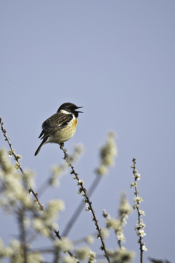 TARIER PATRE   ( Saxicola torquatus )