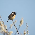 TARIER PATRE   ( Saxicola torquatus )