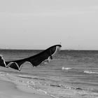 tarifa
