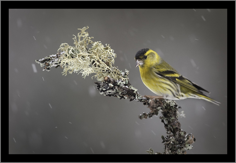 Tarin des aulnes sous la neige