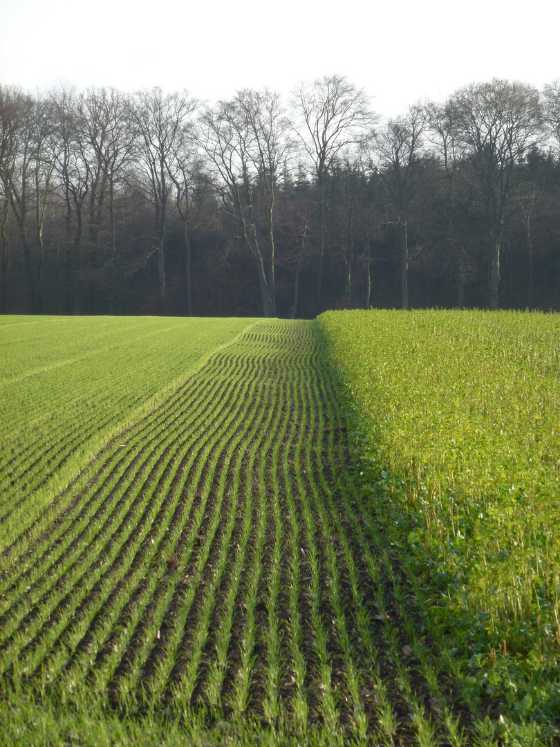 Tarmstedt Feld und Wald im Dezember 2016