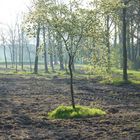 Tarmstedt Früh Morgens im Mai 2017  am Zigeunerwald Panorama