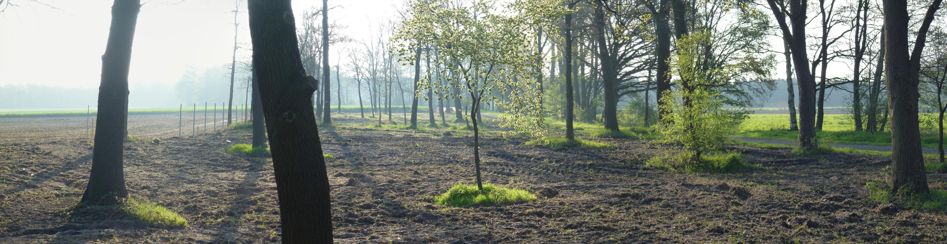 Tarmstedt Früh Morgens im Mai 2017  am Zigeunerwald Panorama