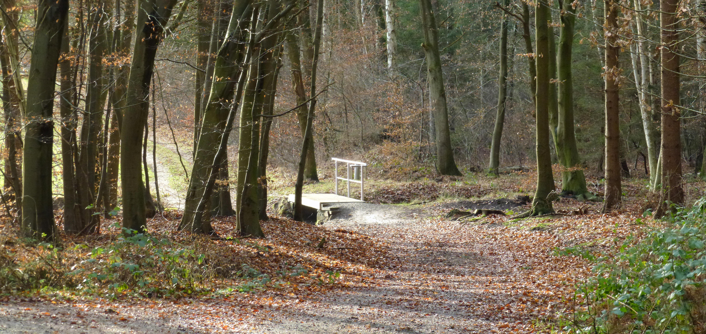 Tarmstedt Wald Spaziergang Reithbach