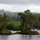 Tarn Hows * Paint by Numbers 'Pine Trees'