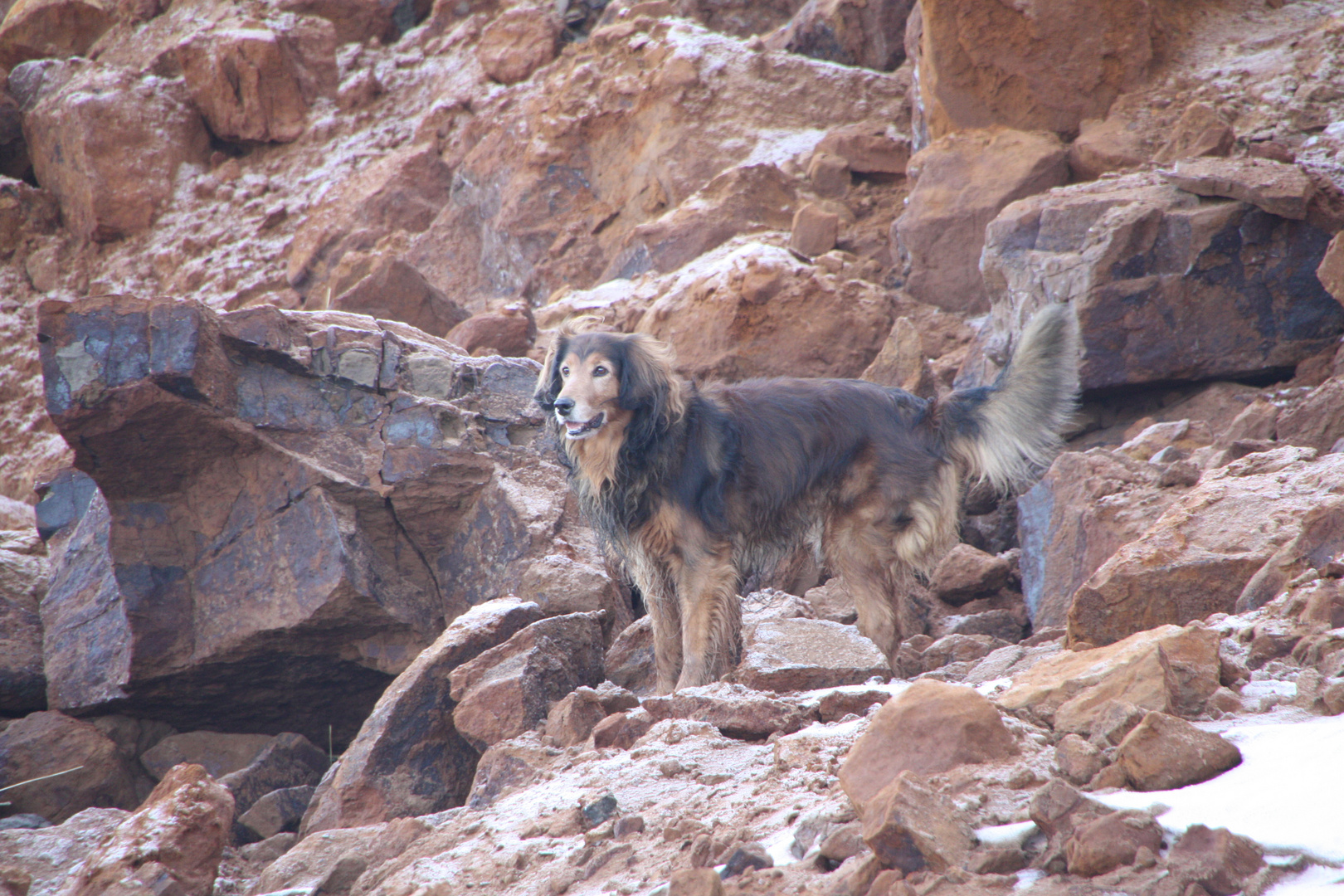 Tarn Hund