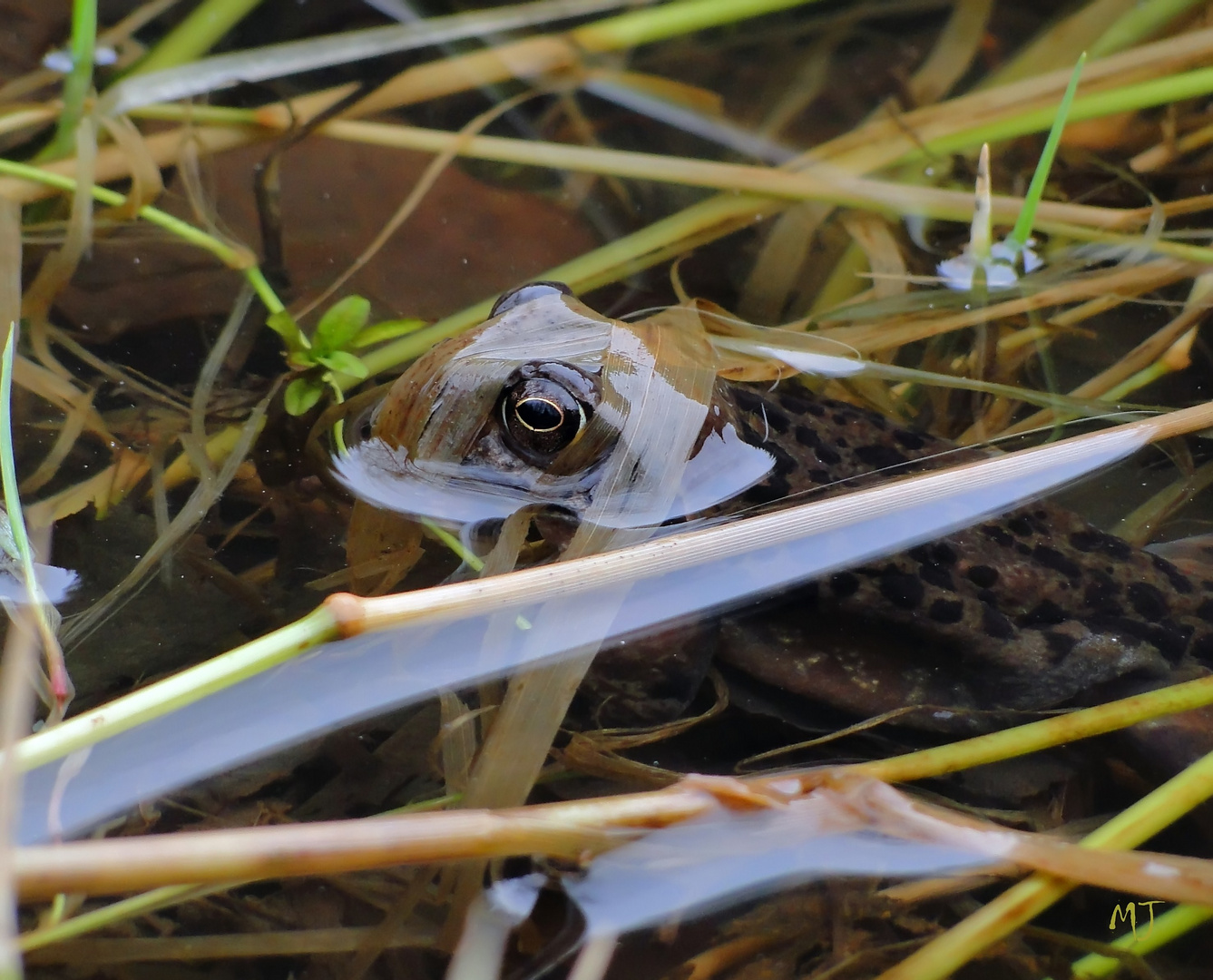 Tarnkappen-Frosch