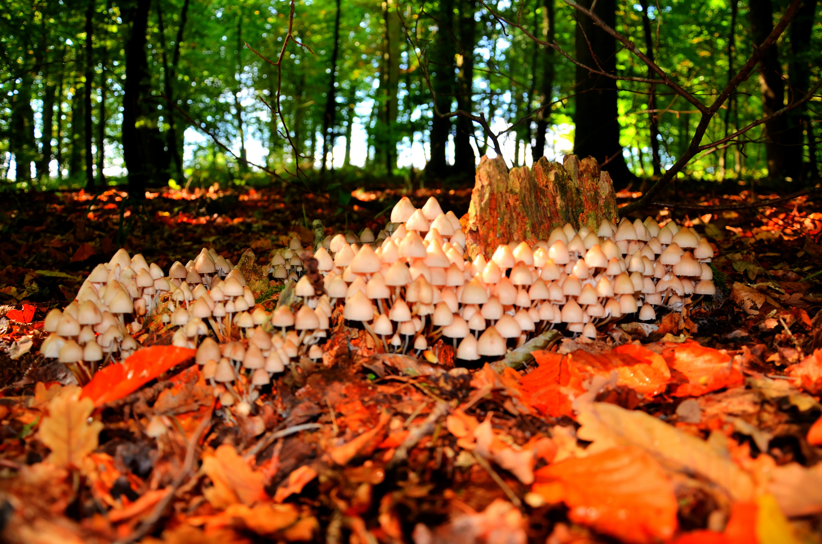 Tarnkappen im Geisterwald