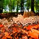 Tarnkappen im Geisterwald