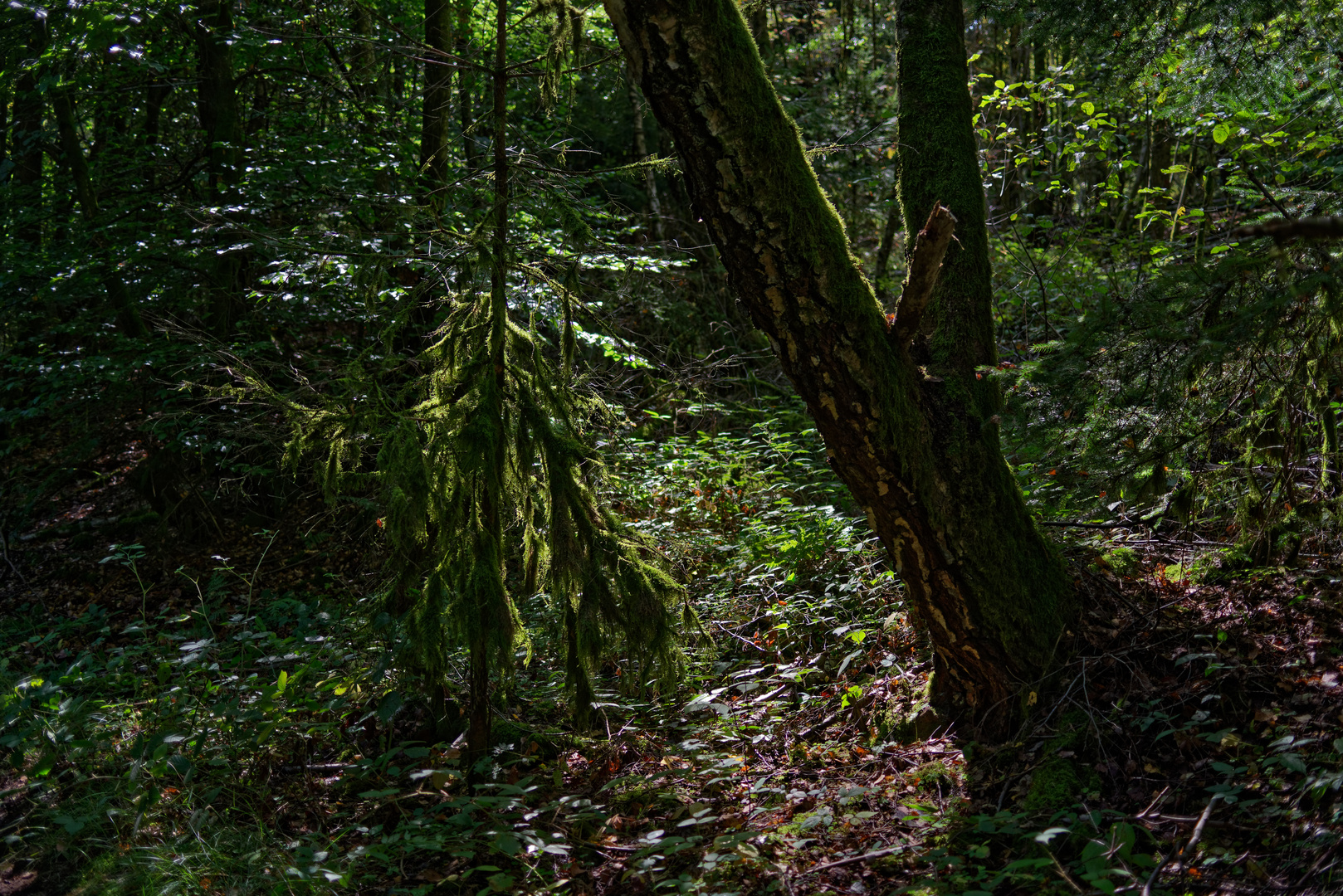 Tarnmantel aus Moos im Schattendasein