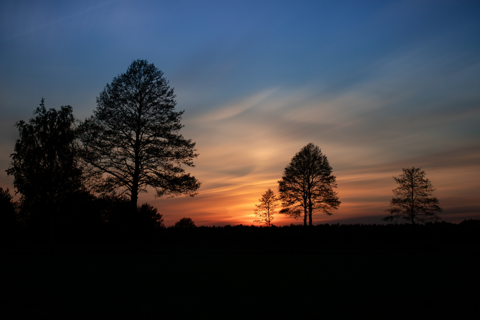 Tarnów Bäume Sunset