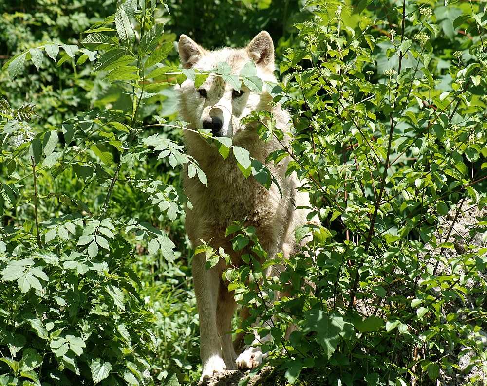 Tarnung Foto & Bild tiere, zoo, wildpark & falknerei, säugetiere