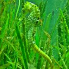 Tarnung  -  camouflage  (Seepferdchen - Seahorse)