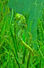 Tarnung  -  camouflage  (Seepferdchen - Seahorse)