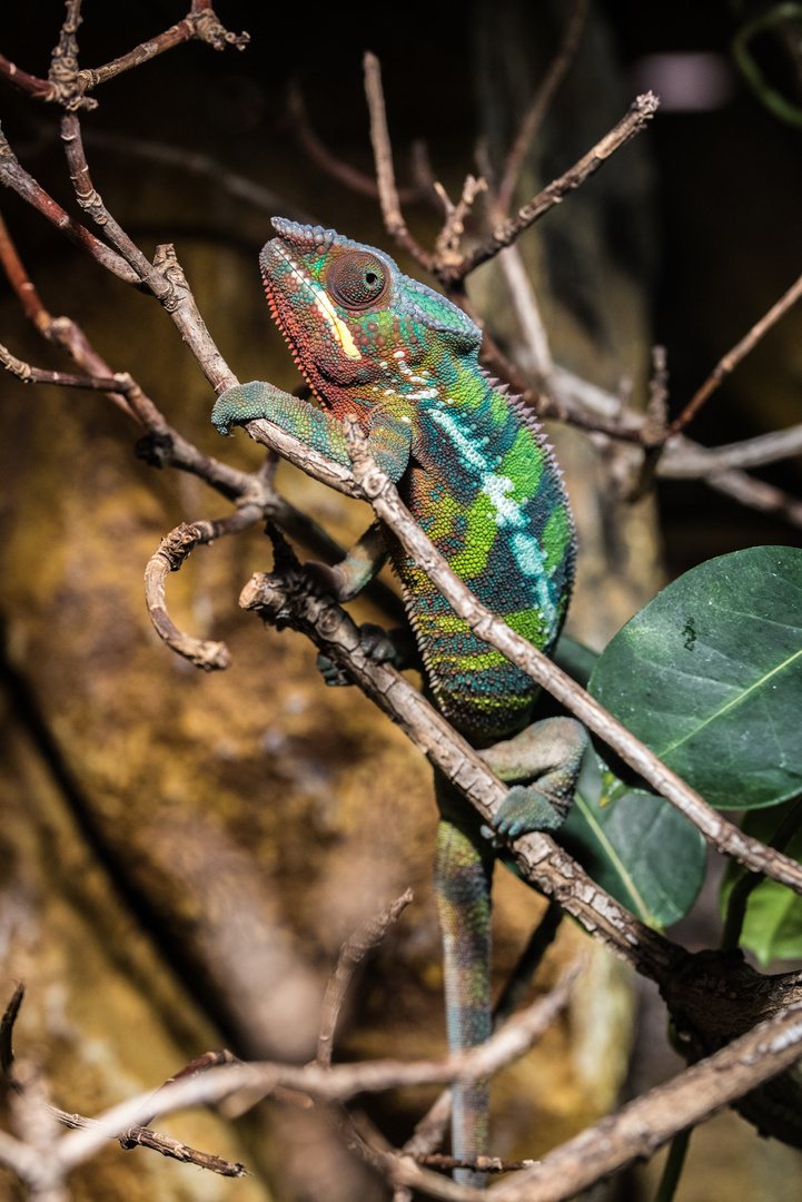Tarnung Der Tiere Foto Bild Tiere Zoo Wildpark Falknerei Chamaleon Bilder Auf Fotocommunity