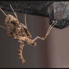 Tarnung durch Verhalten: Schmetterling ahmt Fangschrecke nach (Costa Rica)