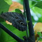 Tarnung in der Natur