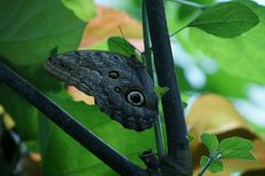 Tarnung in der Natur