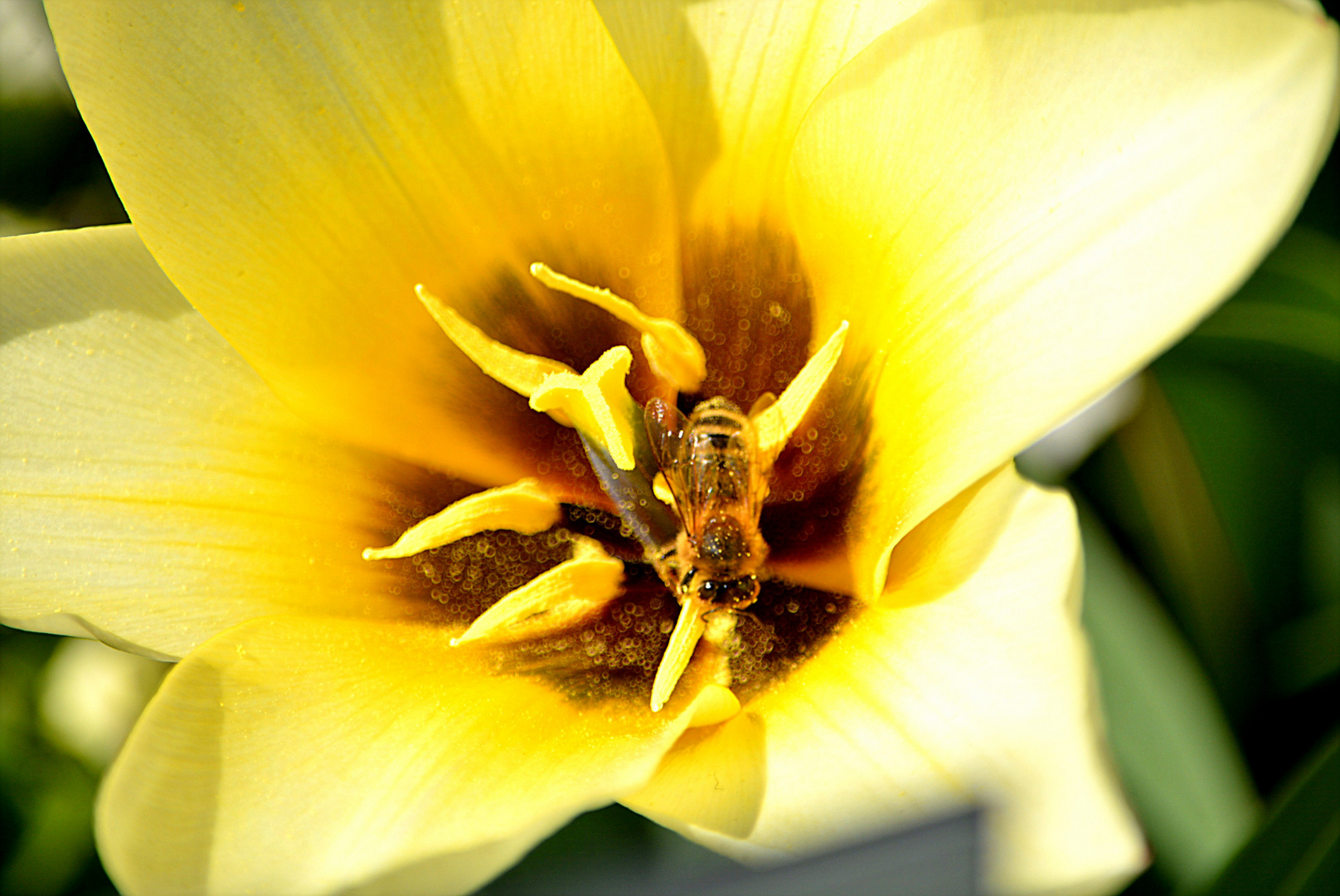 Tarnung in der Tulpe