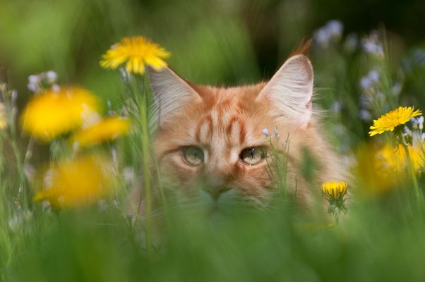 Tarnung ist alles :-)