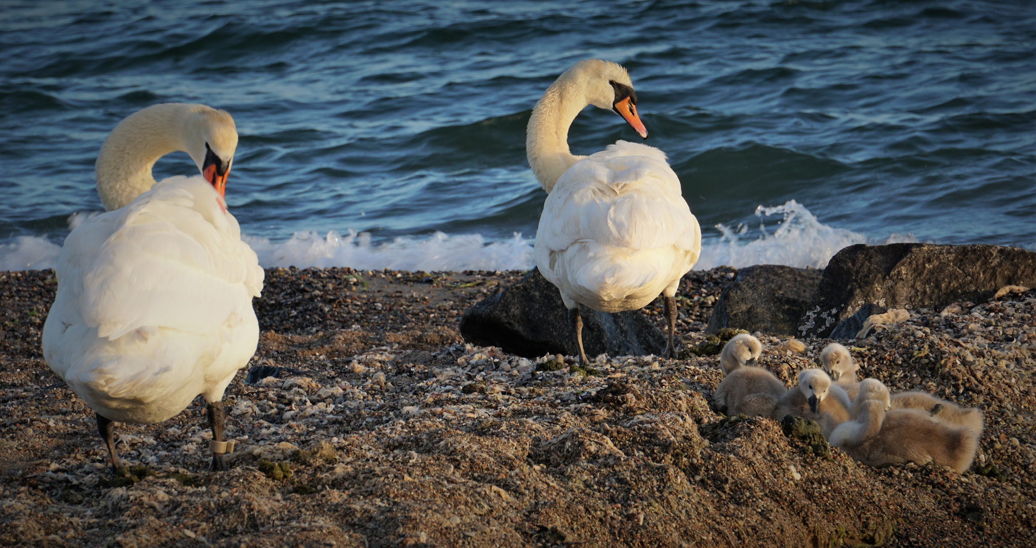 Tarnung ist alles - Familie Schwan mit Nachwuchs am Strand!