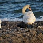 Tarnung ist alles - Familie Schwan mit Nachwuchs am Strand!