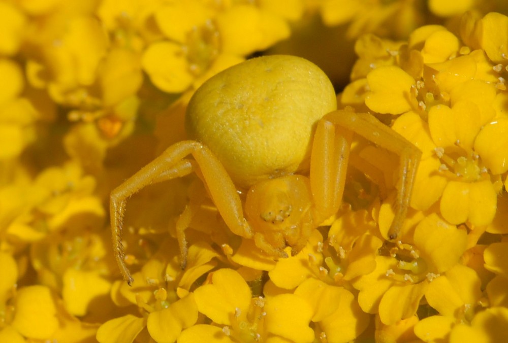 Tarnung ist alles - krabbenartige Wechselspinne