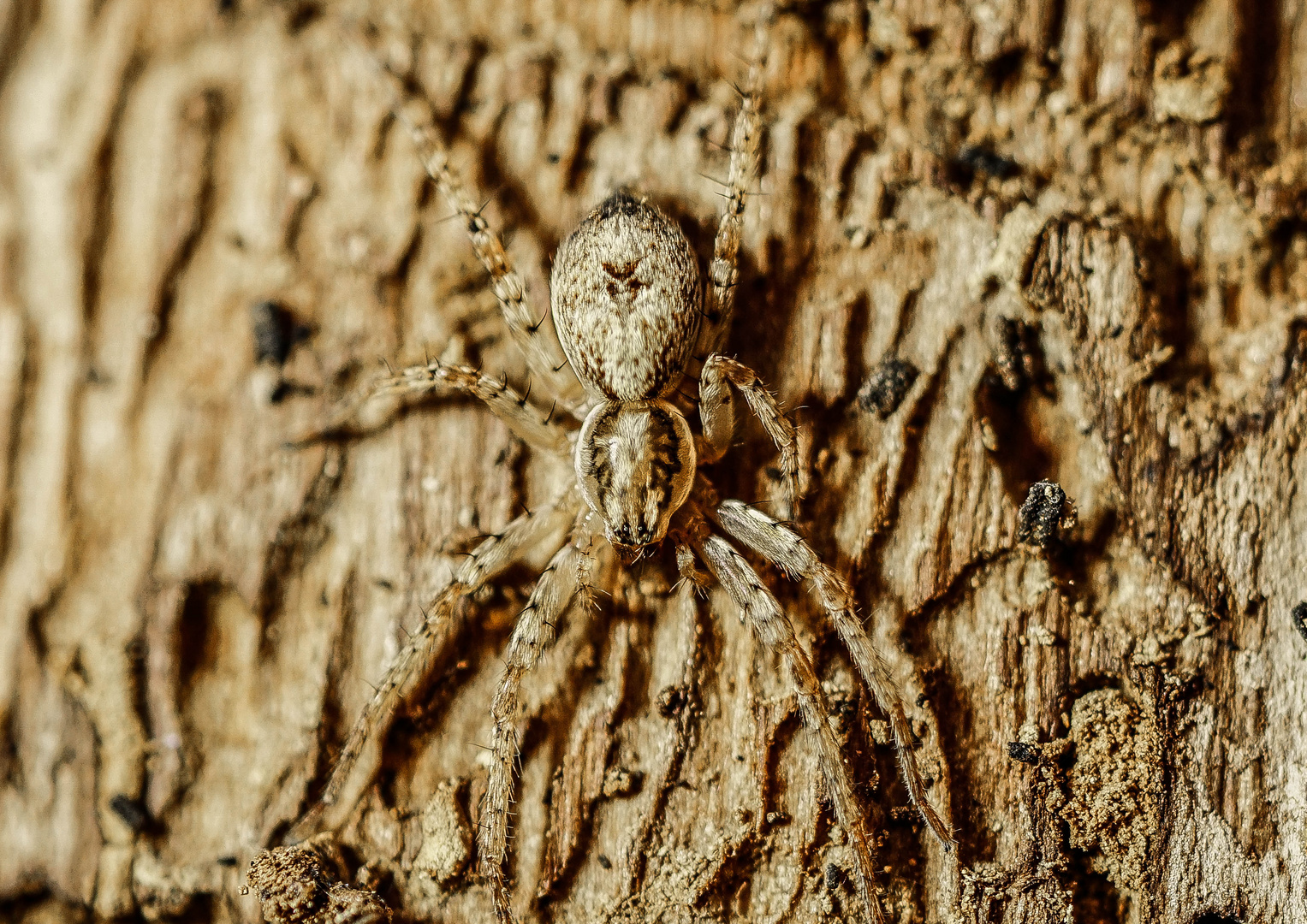 Tarnung ist alles...dachte sich die kleine Spinne Foto & Bild wald, baum, natur Bilder auf