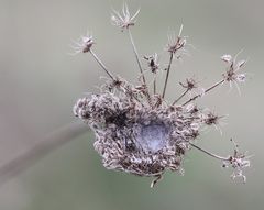 Tarnung ist das halbe Leben...