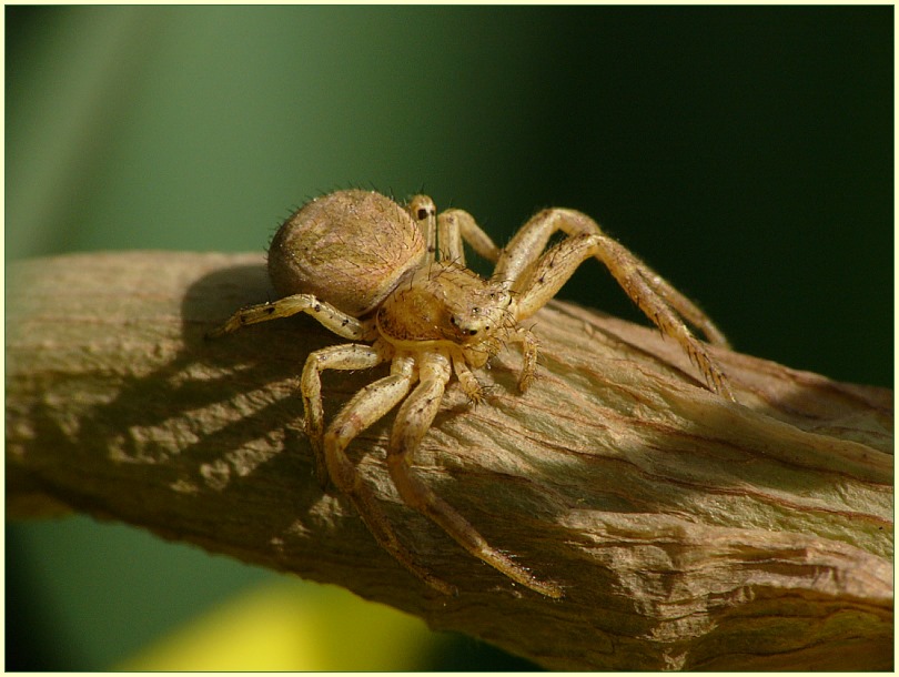 Tarnung: Krabbenspinne auf Narzisse