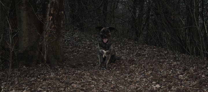 Tarnung, lebenswichtige für Tiere.