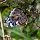 Tarnung oder Admiral in der Weißdornhecke