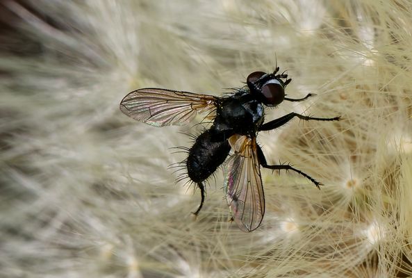 TARNUNG, TÄUSCHUNG, TOD - DIE FASZINIERENDE WELT DER TACHINIDEN