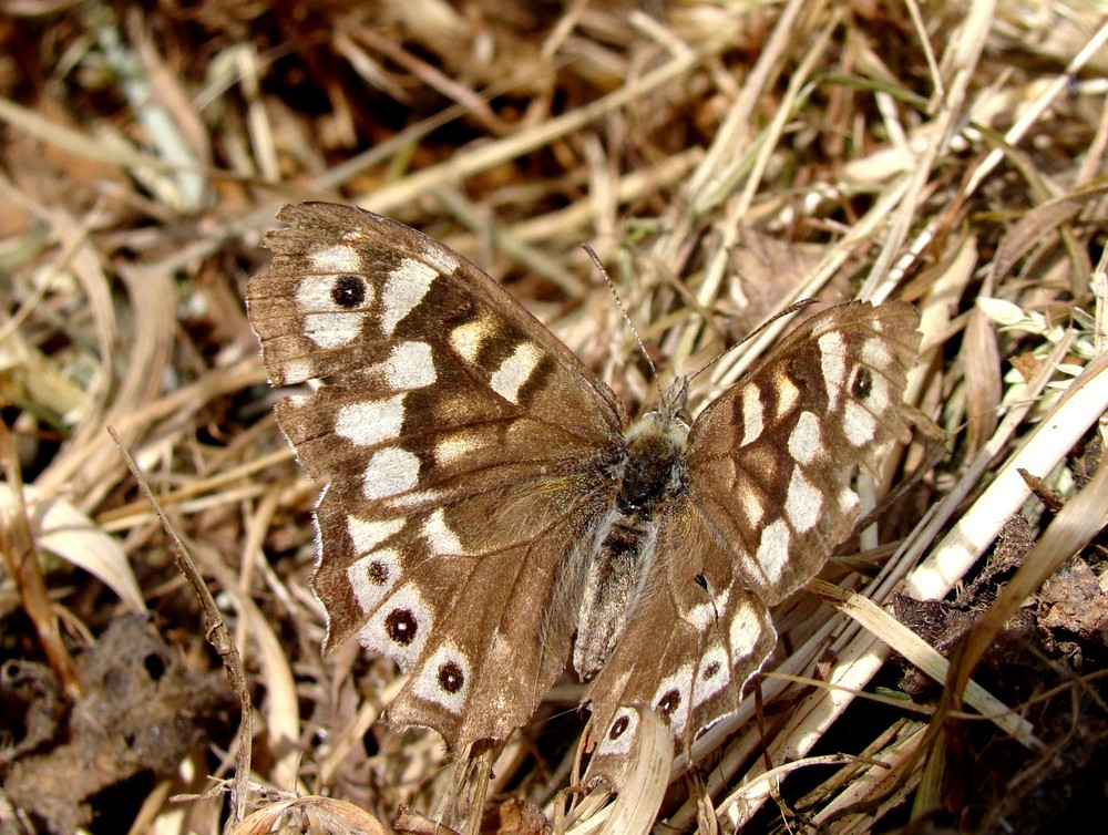 Tarnungskünstler