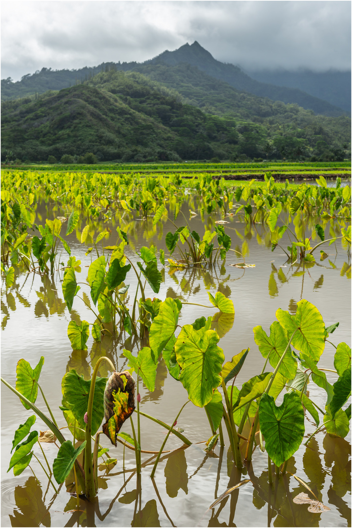 Taro Felder - Hanalei Valley, Kauai, Hawaii