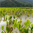 Taro Felder - Hanalei Valley, Kauai, Hawaii