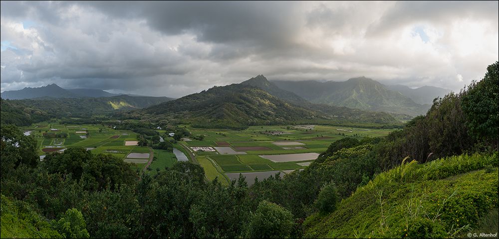 Taro Felder im Hanalei Valley