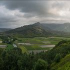 Taro Felder im Hanalei Valley