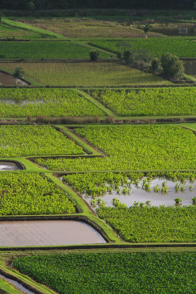 Taro fields